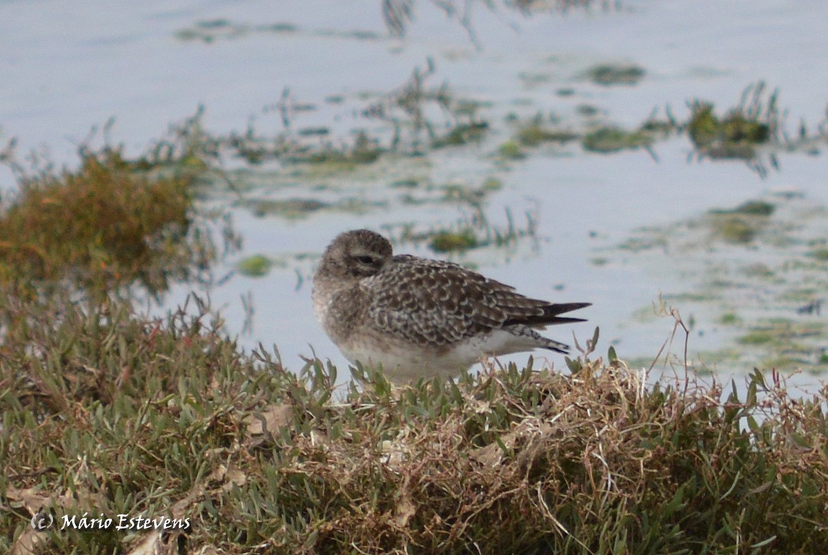 Black-bellied Plover - ML36028941