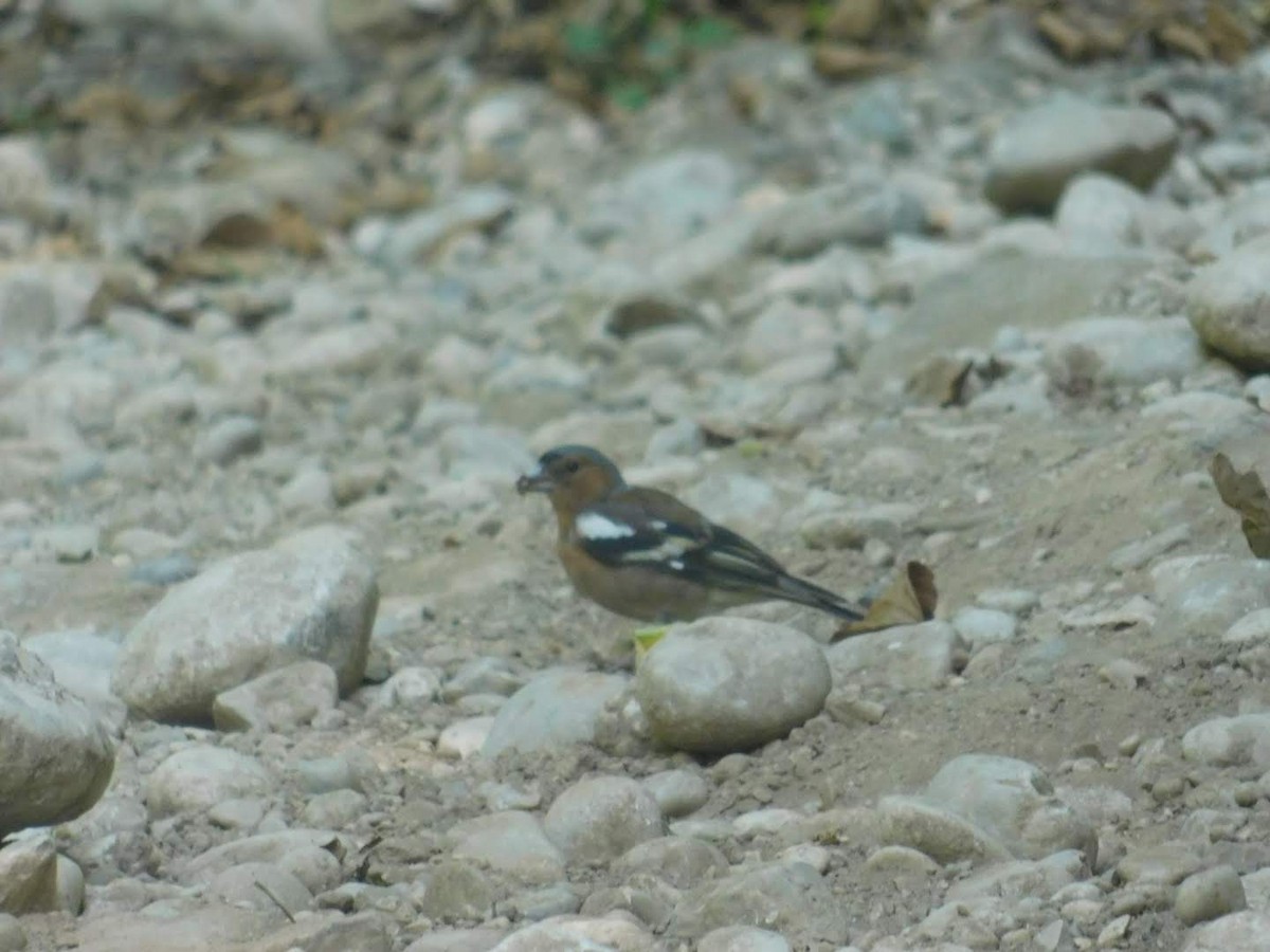 Common Chaffinch - Beba Ugrenovic