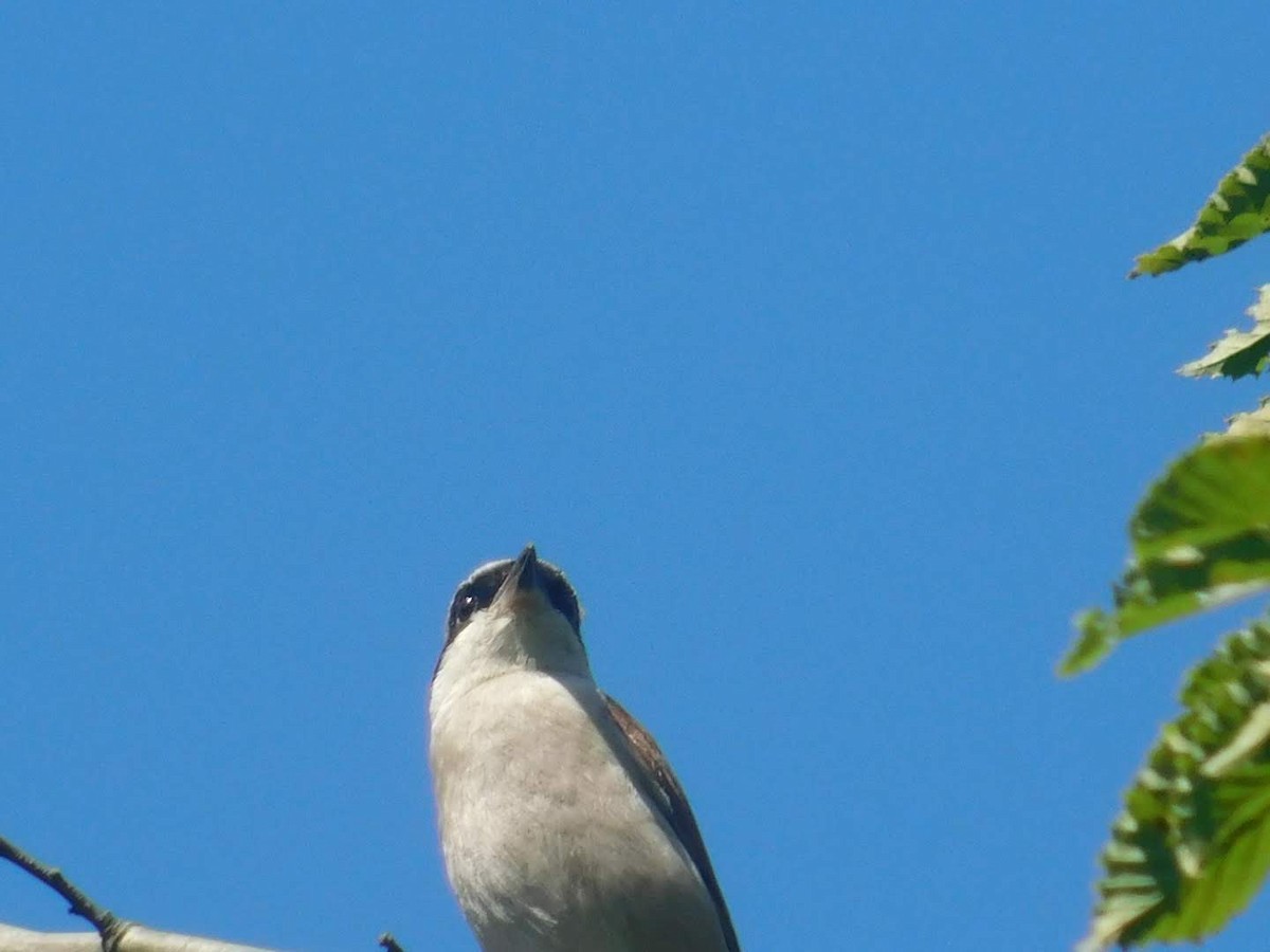 Red-backed Shrike - ML360290111