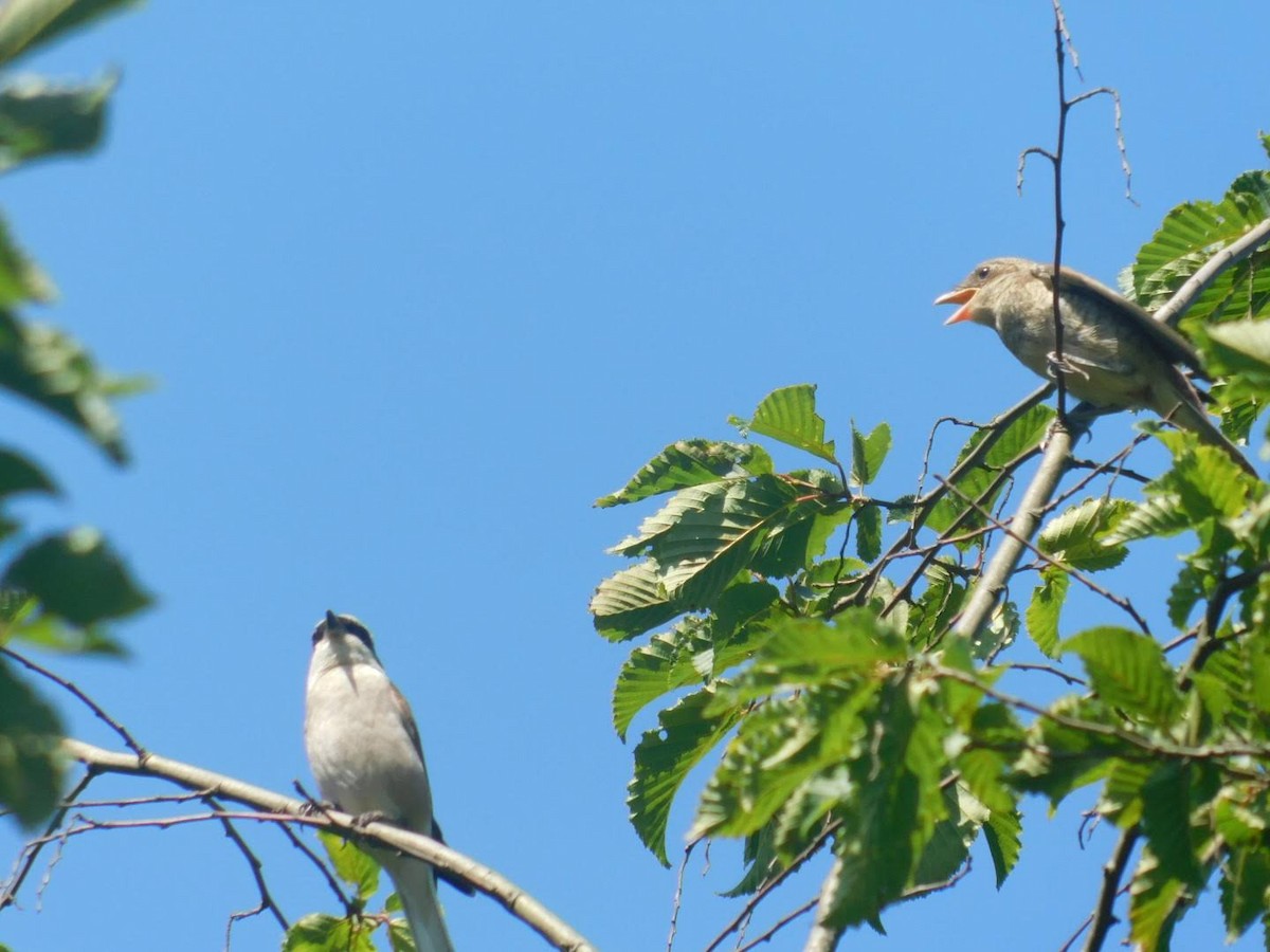 Red-backed Shrike - ML360290121