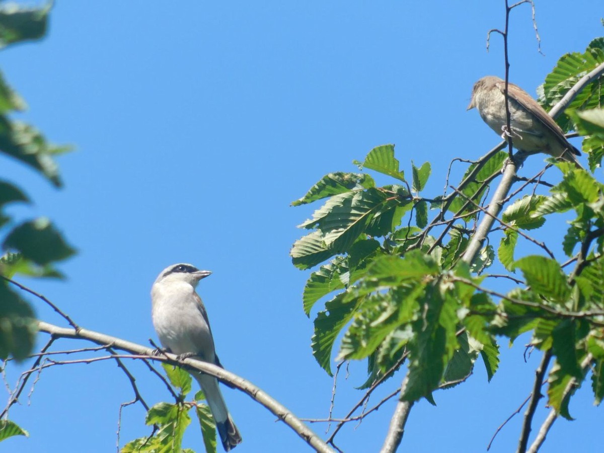 Red-backed Shrike - ML360290131