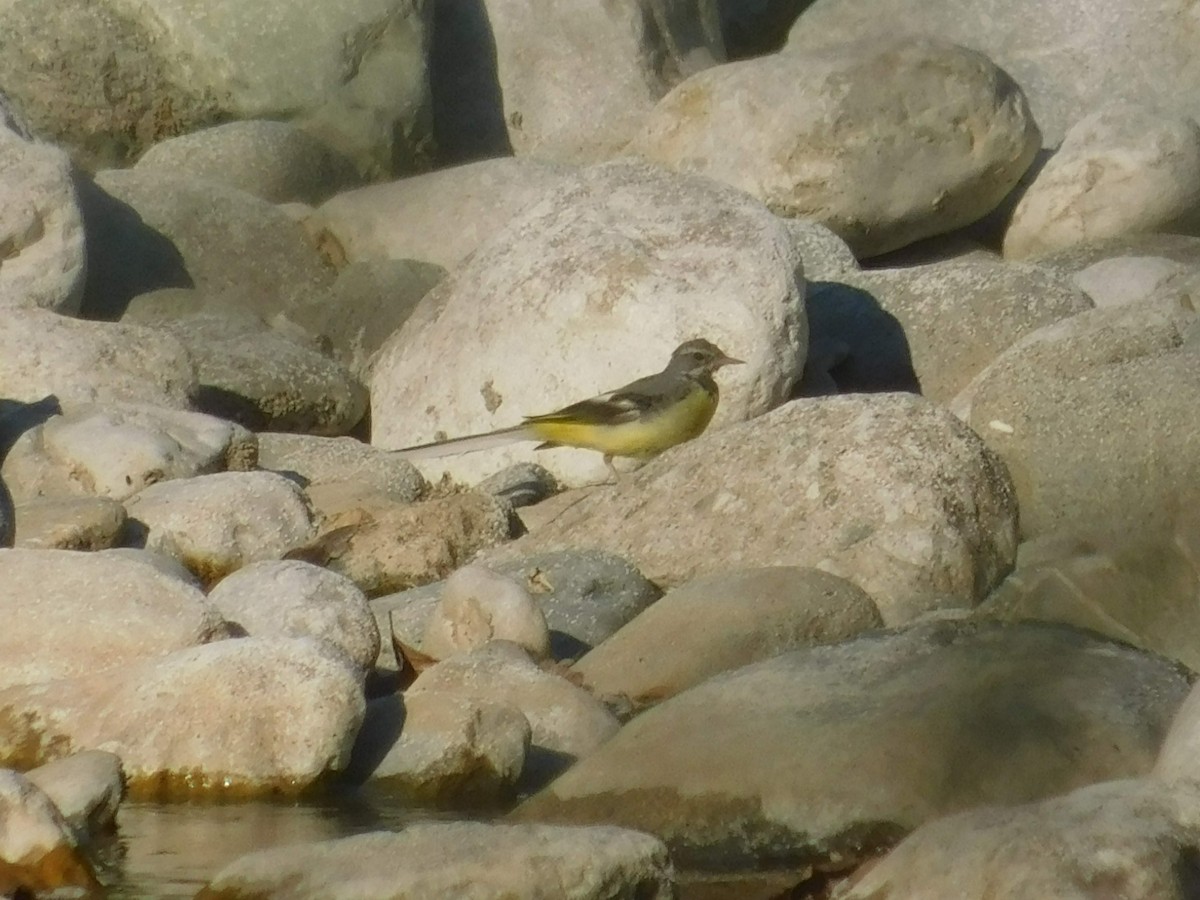 Gray Wagtail - ML360290141