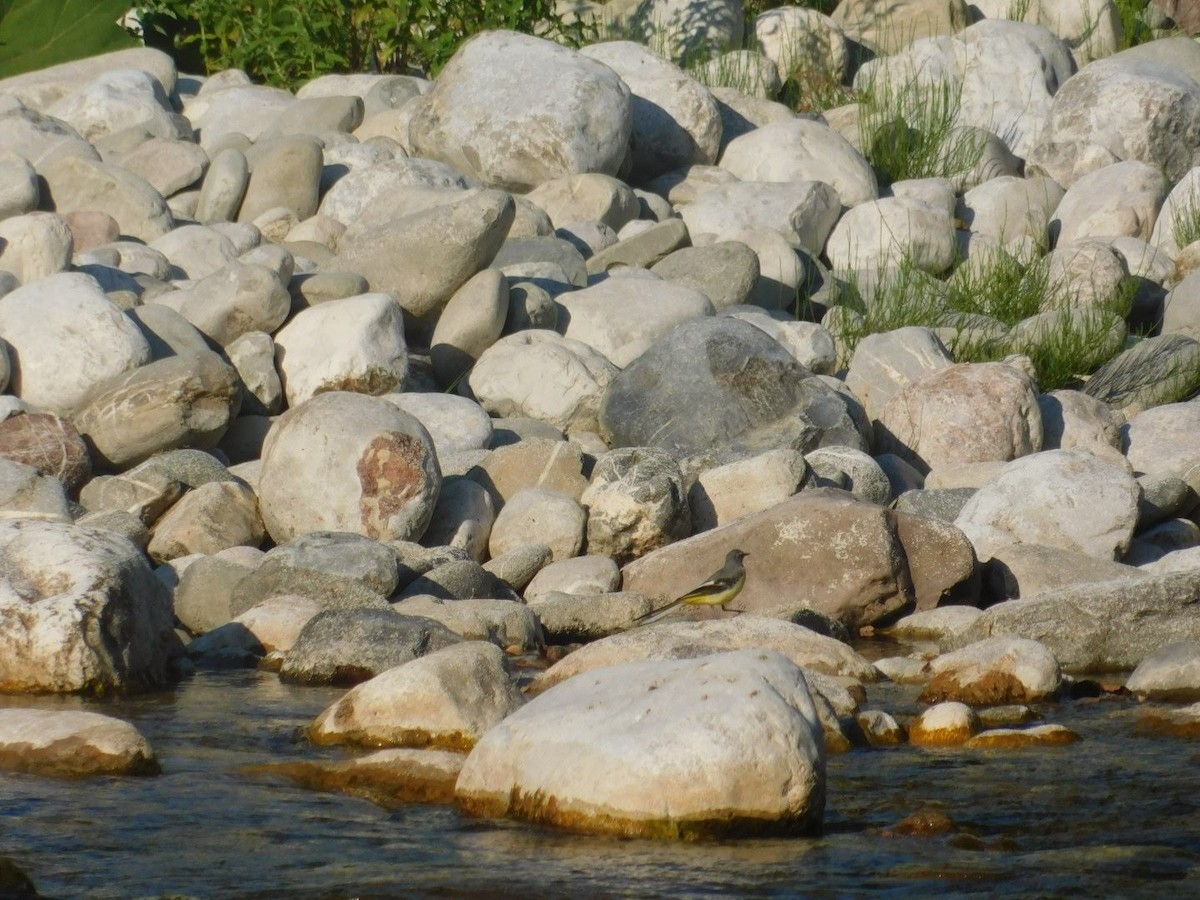 Gray Wagtail - ML360290151