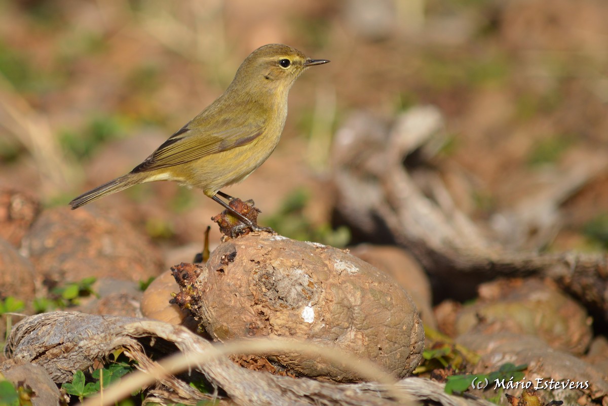 Common Chiffchaff - Mário Estevens