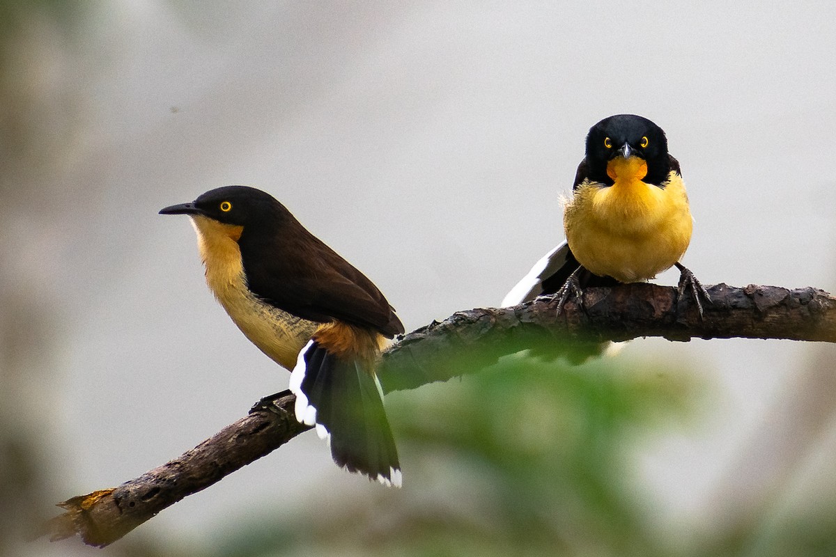 Black-capped Donacobius - ML360291851