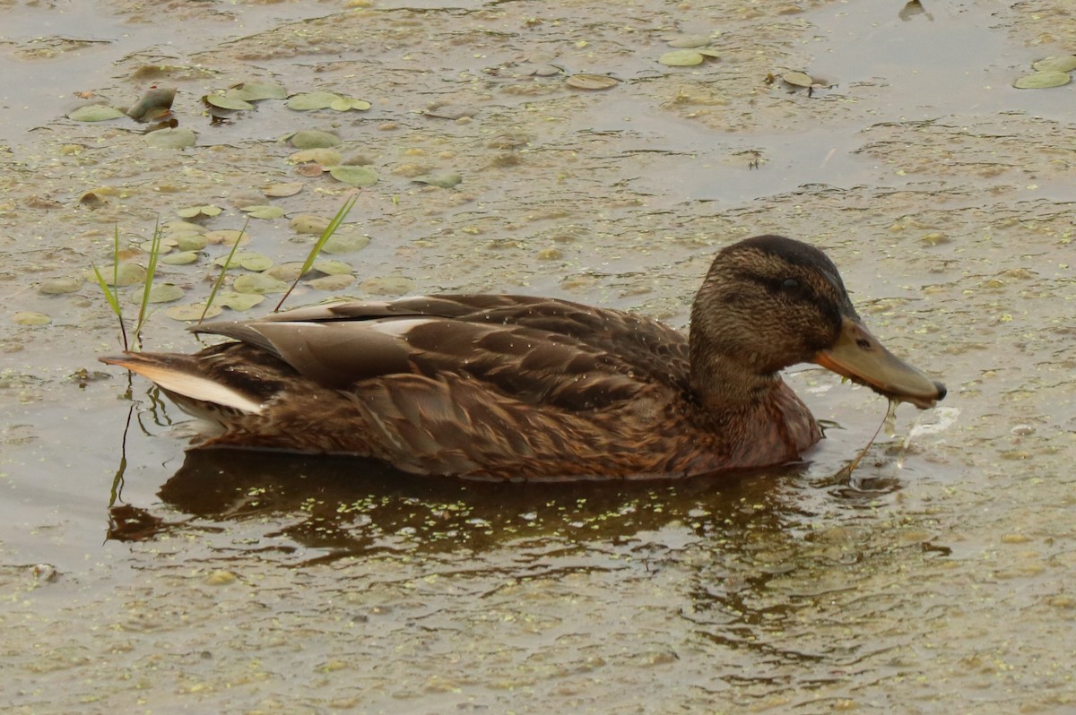 マガモ - ML360292181