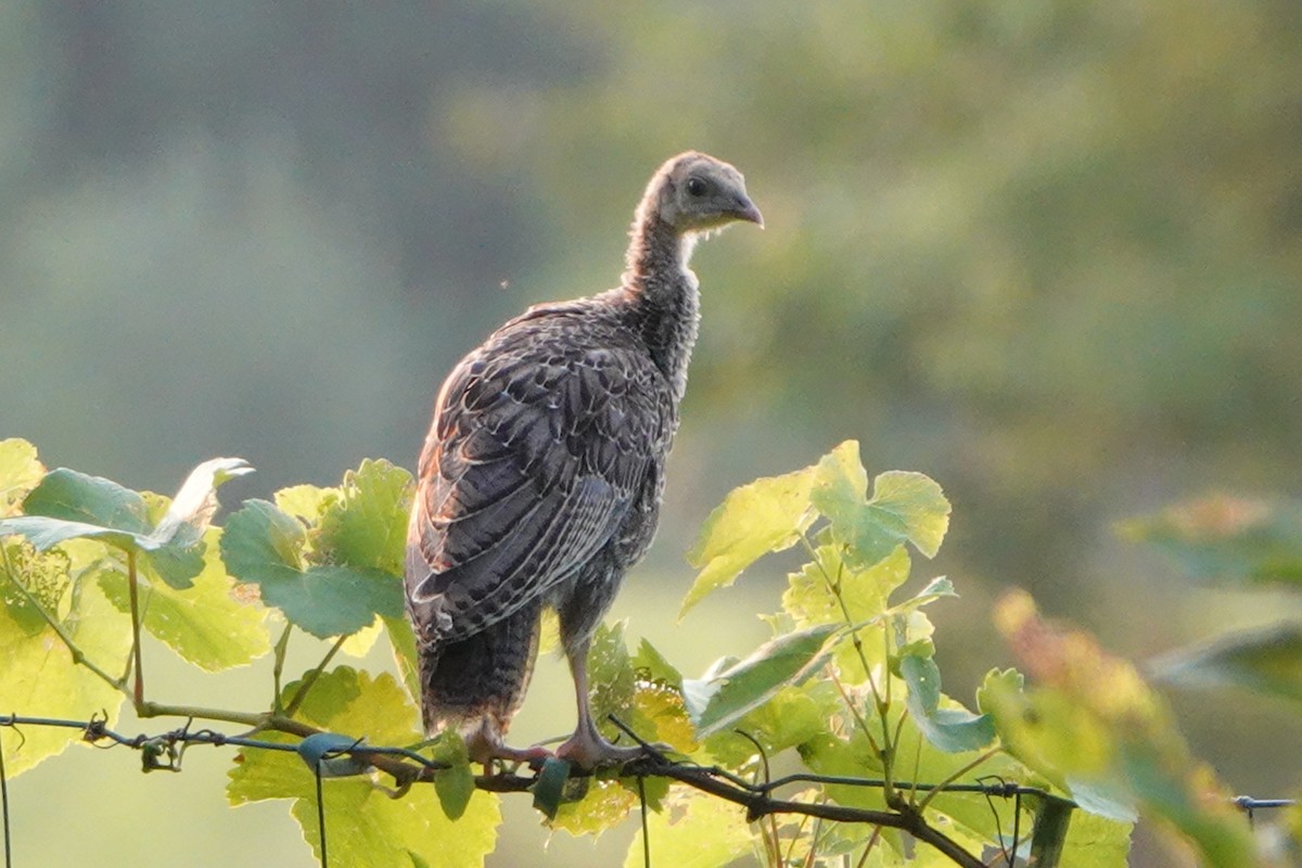 Wild Turkey - André BERNARD