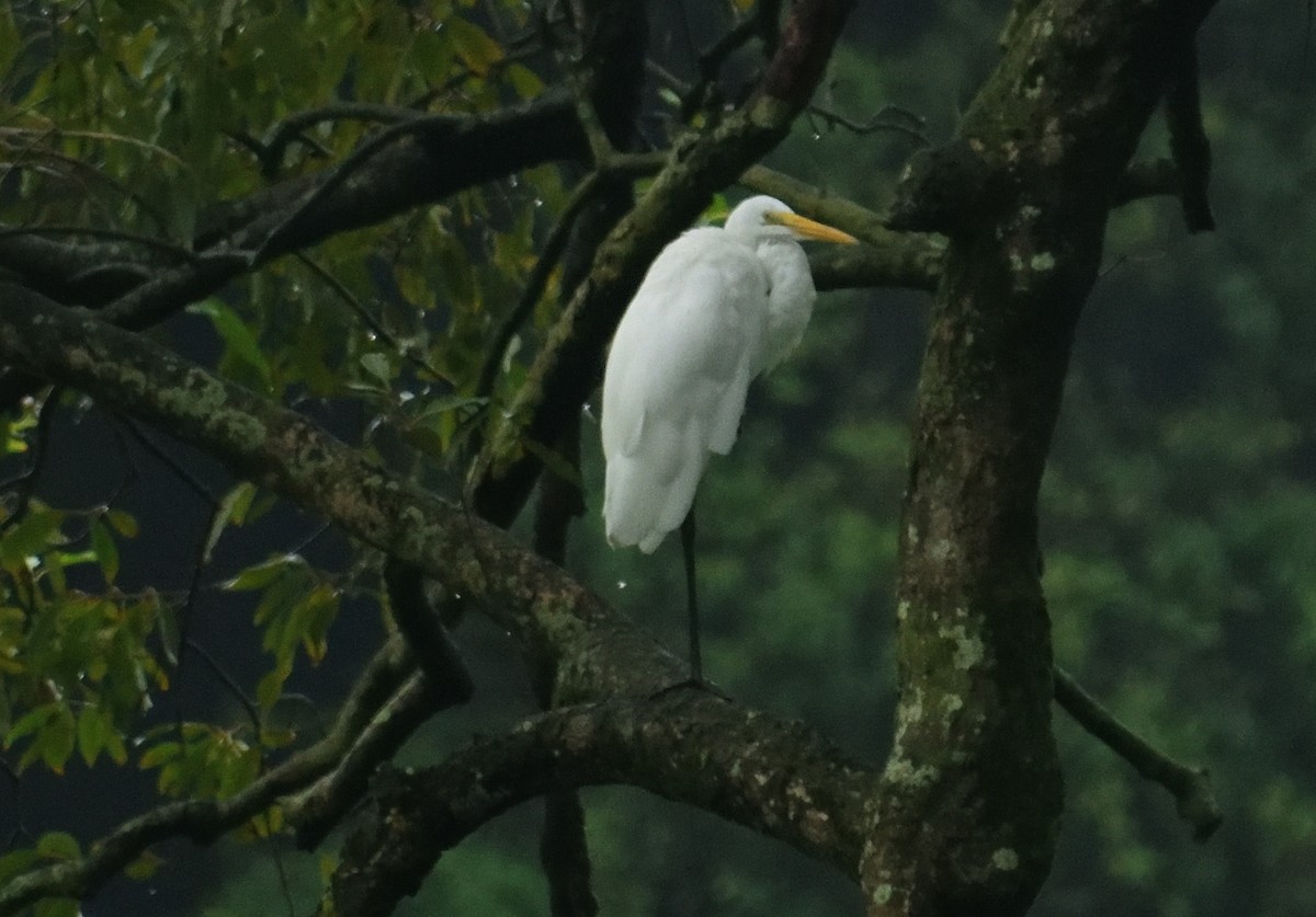 Great Egret - ML360297461