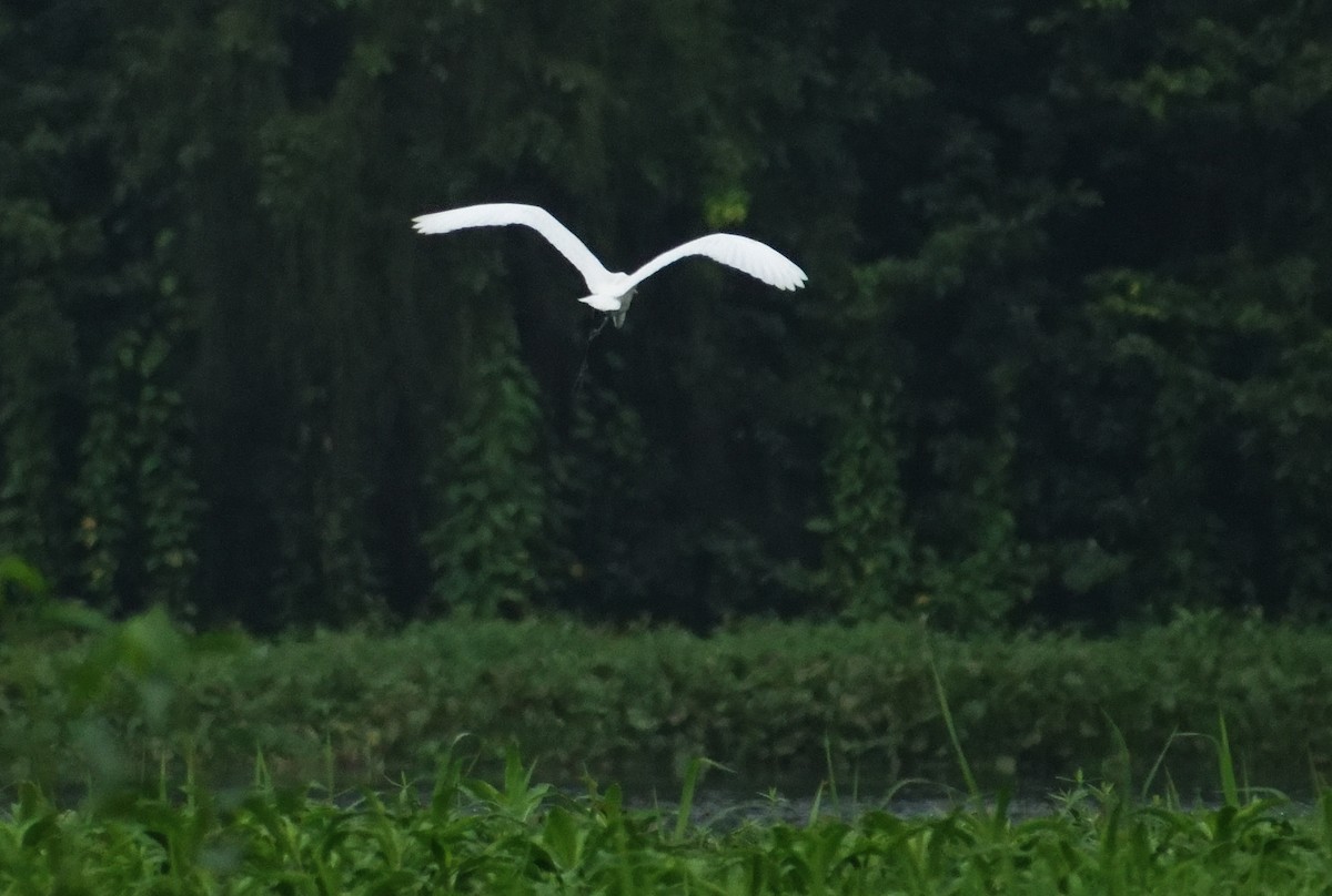 Great Egret - ML360297471