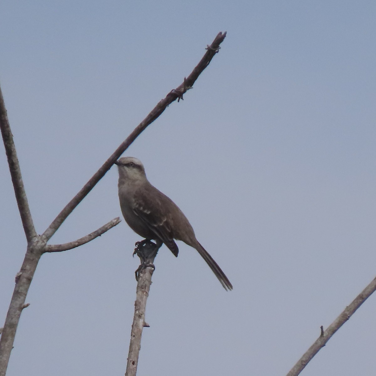 Chalk-browed Mockingbird - ML360298451