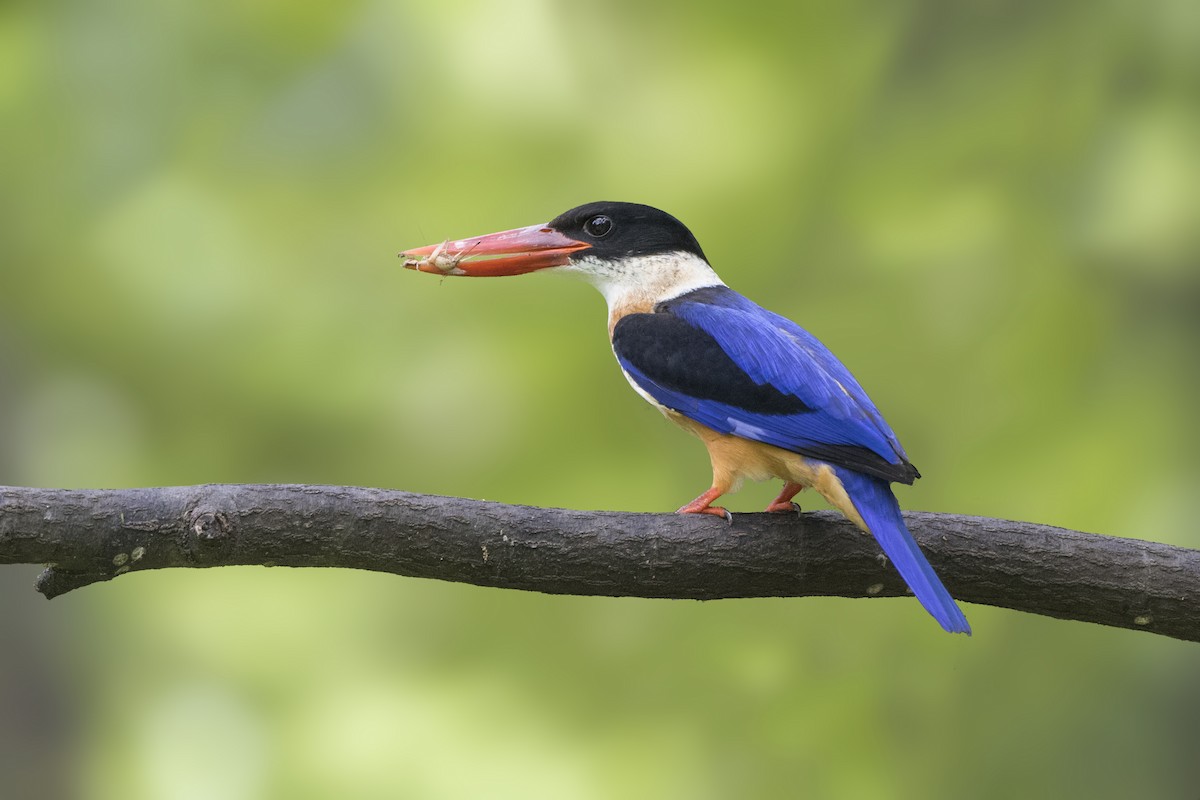 Black-capped Kingfisher - ML360299461