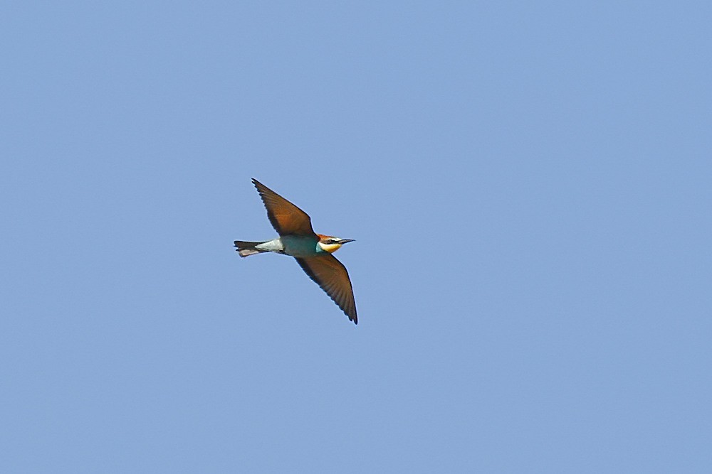 Шарга зөгийч - ML360301751