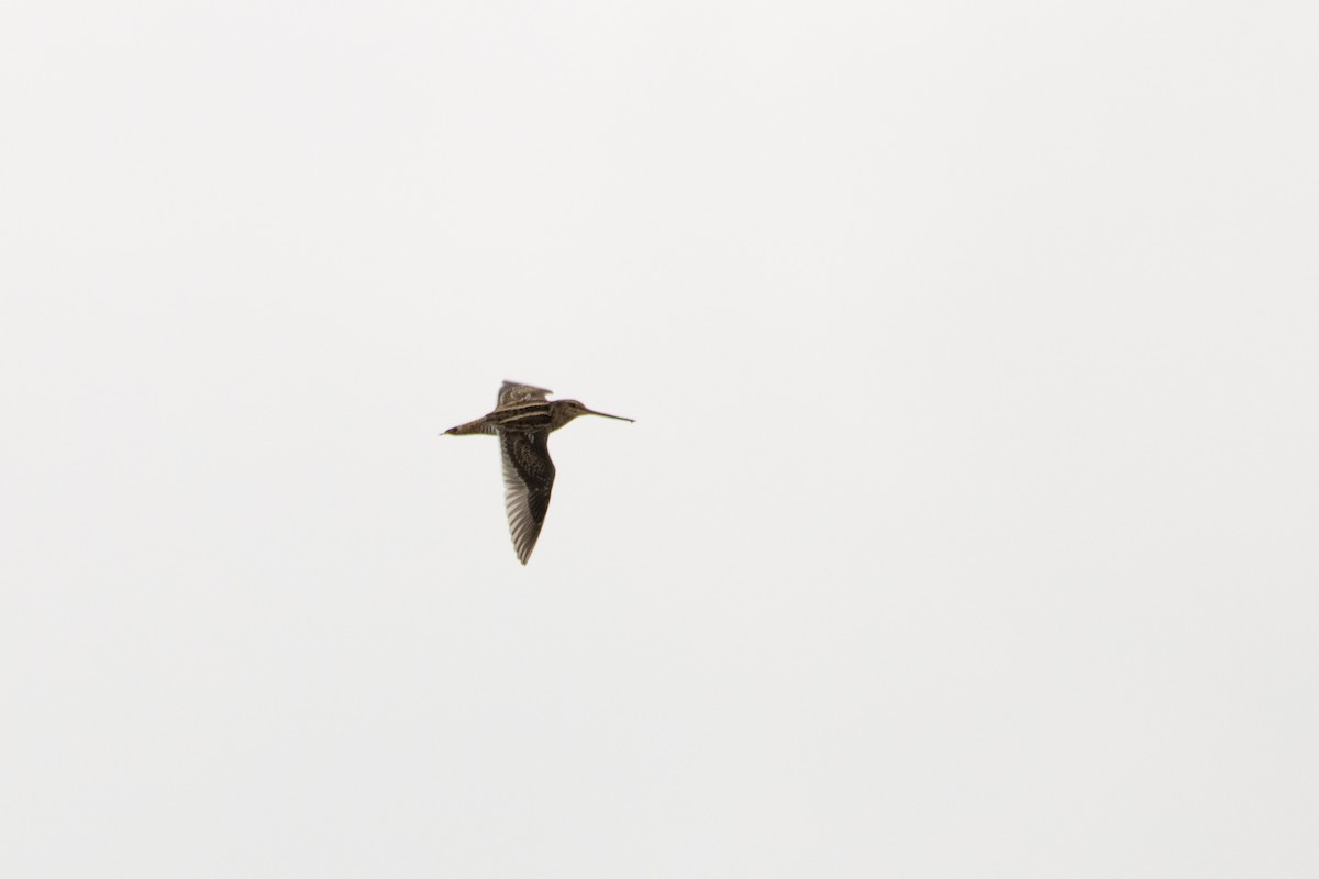 Common Snipe - ML360304691