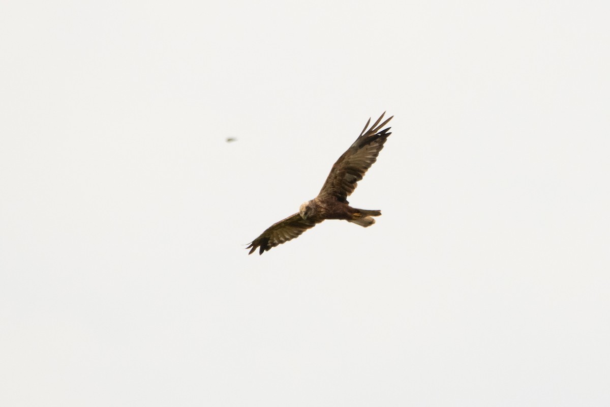 Western Marsh Harrier - ML360305531