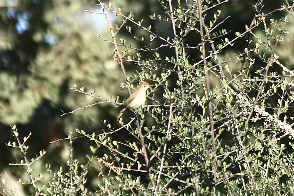 Melodious Warbler - ML360305571