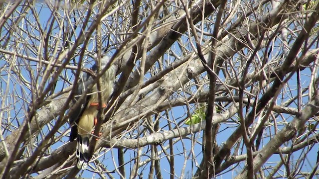 Crane Hawk - ML360305601