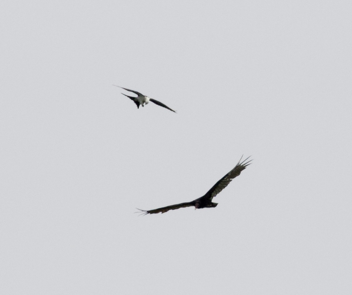 Swallow-tailed Kite - David Gruver