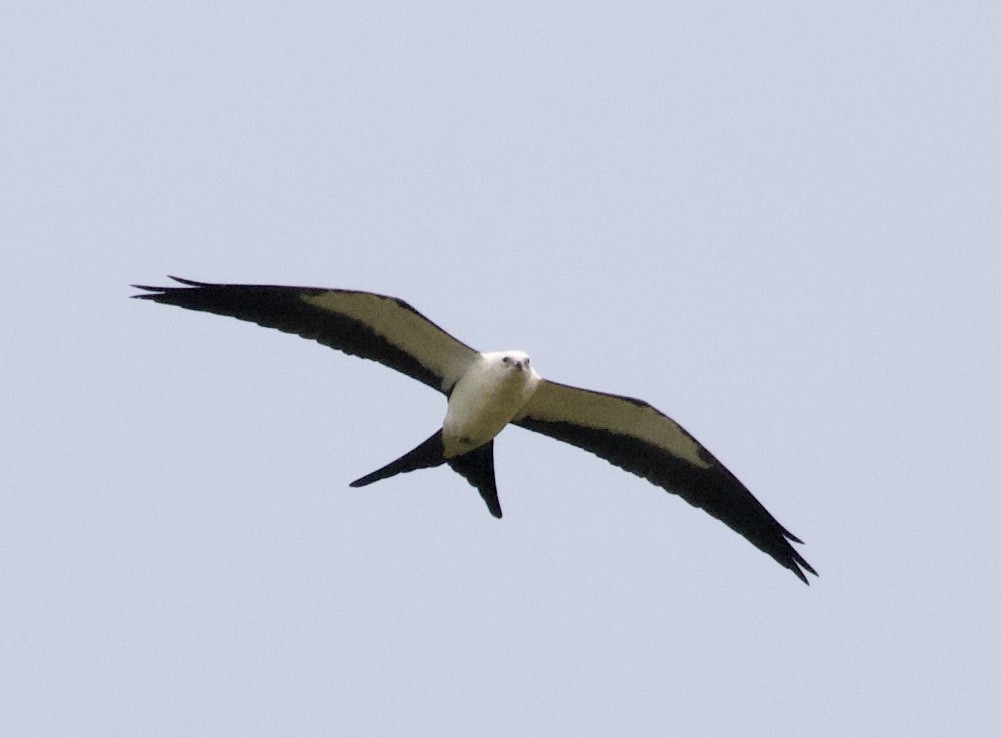 Swallow-tailed Kite - David Gruver