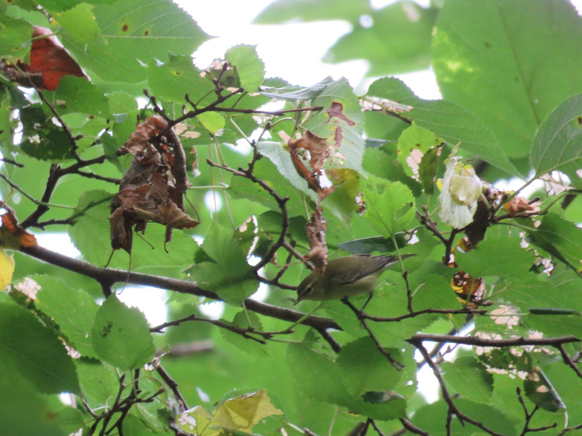 Tennessee Warbler - ML36030681
