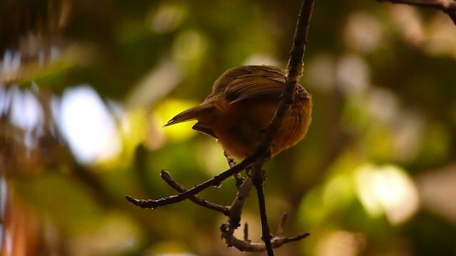 Sierra de Lema Flycatcher - ML360309861