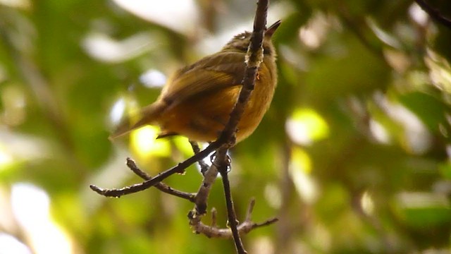 Sierra de Lema Flycatcher - ML360309871