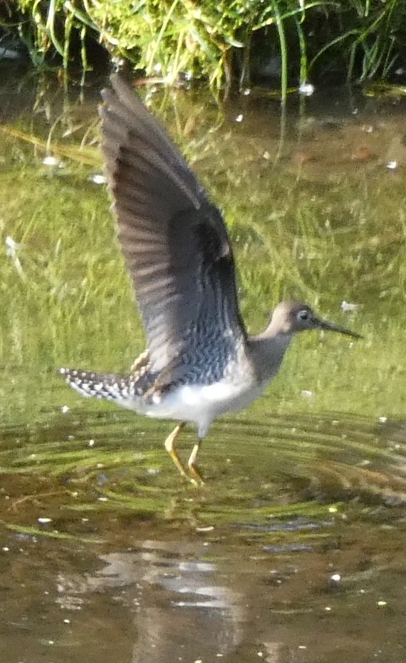 Solitary Sandpiper - ML360309951