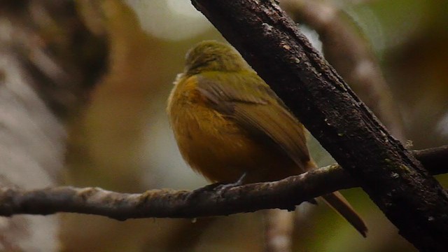 Sierra de Lema Flycatcher - ML360310121