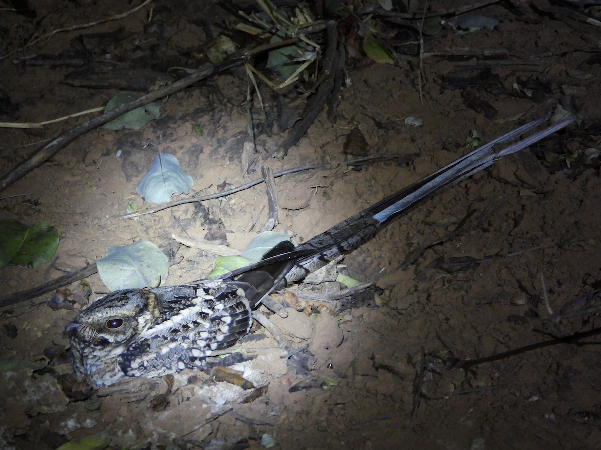 Scissor-tailed Nightjar - ML360310161