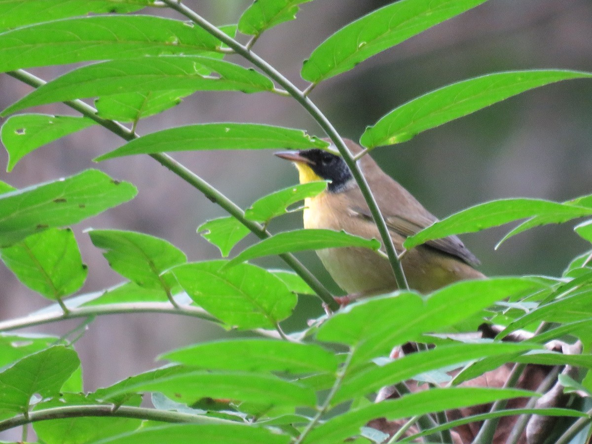 Common Yellowthroat - ML36031021