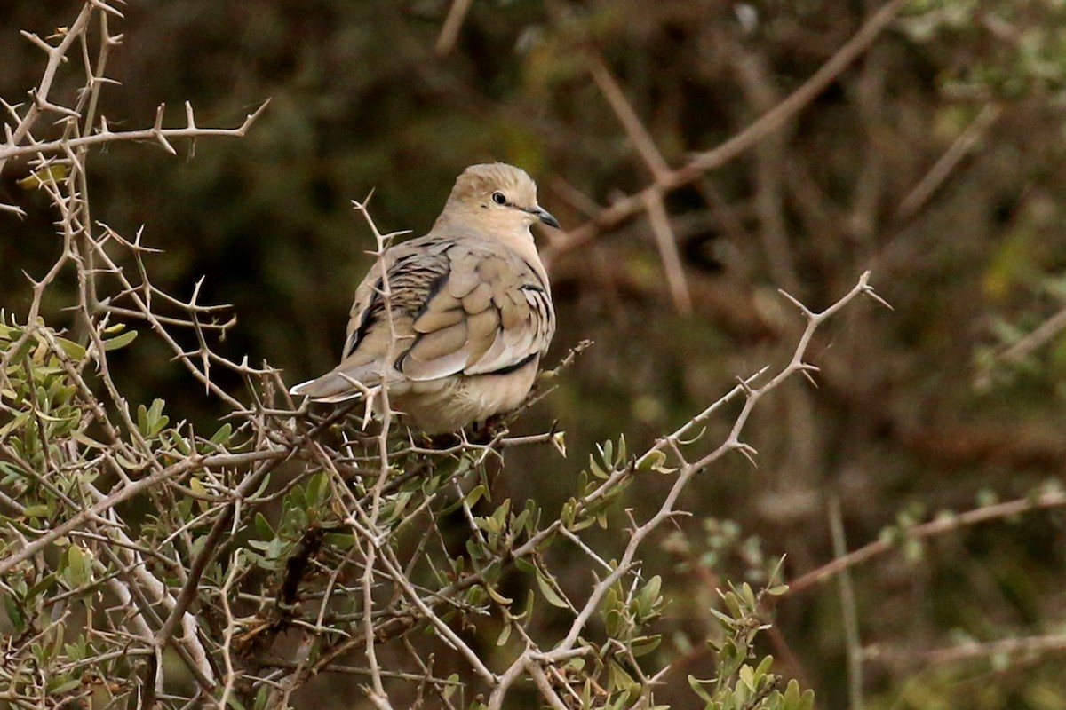 Picui Ground Dove - ML360310311