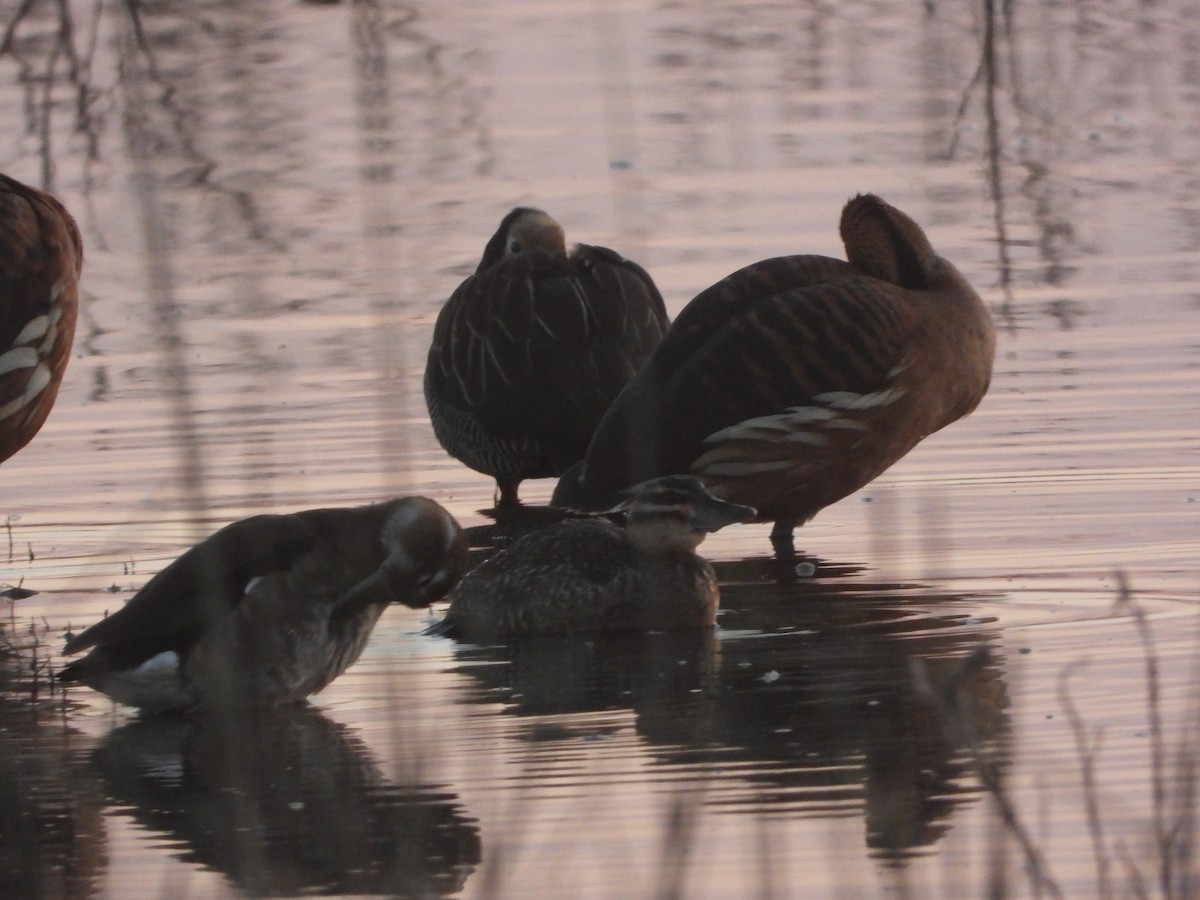 Fulvous Whistling-Duck - ML360310441