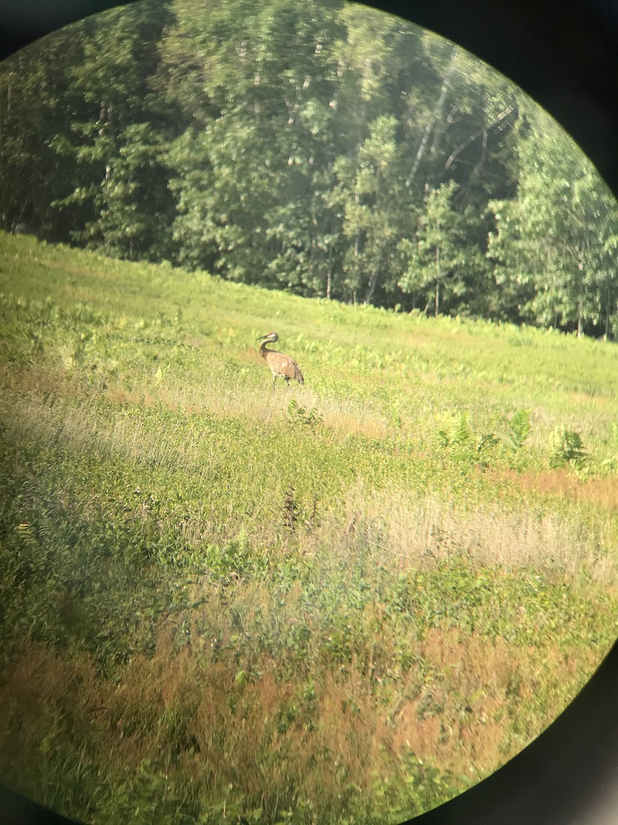 Sandhill Crane - ML360310721