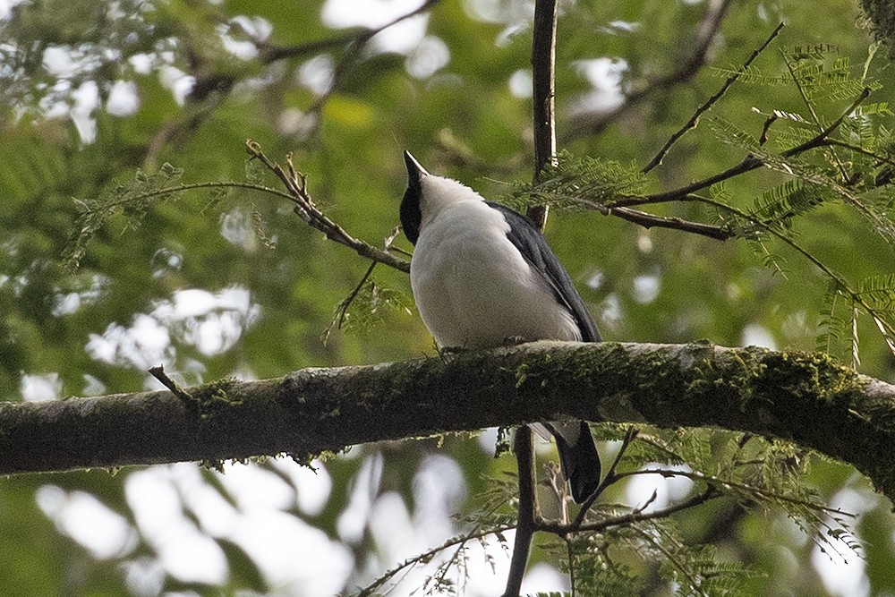 African Shrike-flycatcher - ML360312001