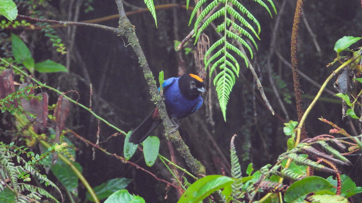 Golden-crowned Tanager - ML360316321