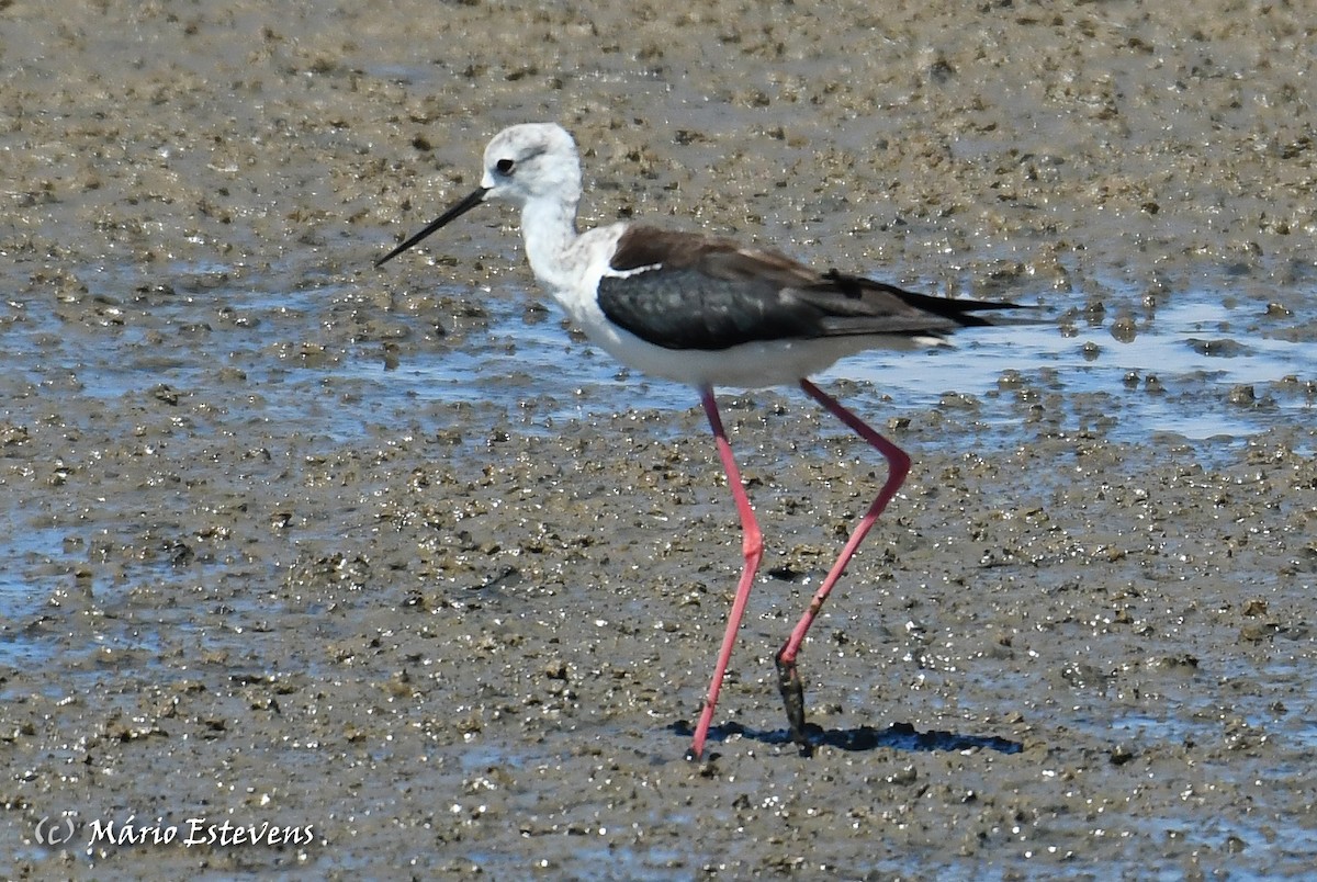 高蹺鴴 - ML360316811