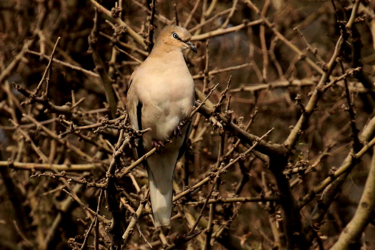 Picui Ground Dove - ML360317251