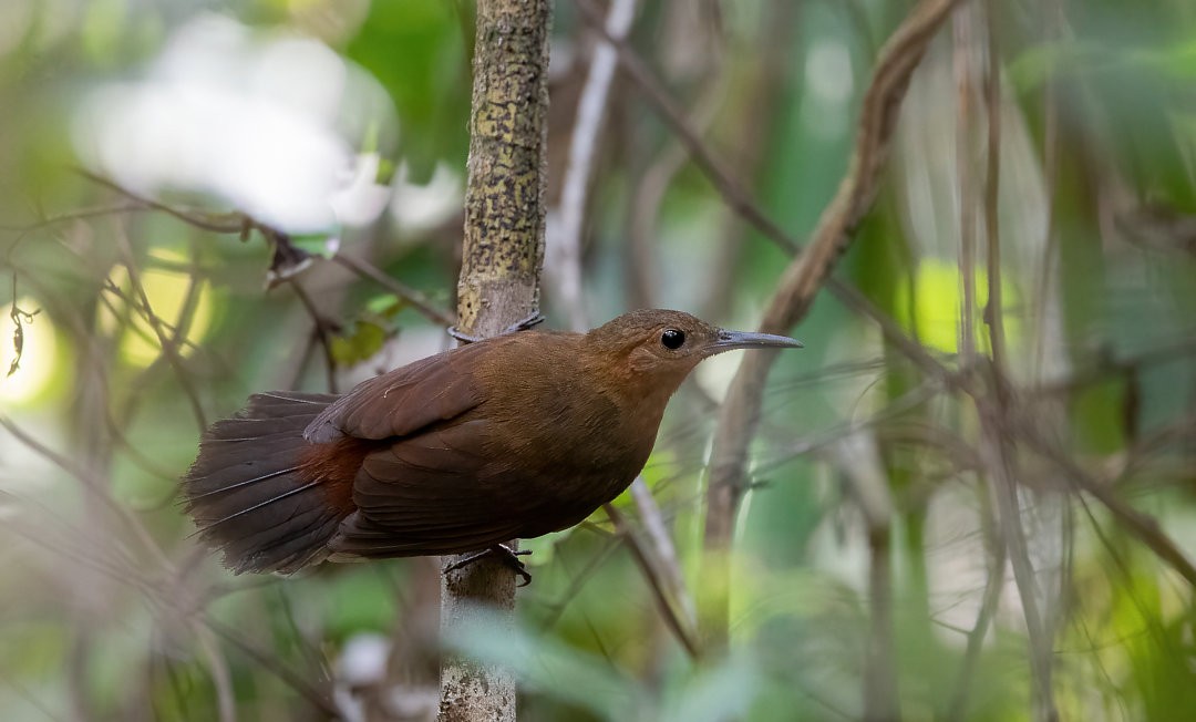 South American Leaftosser (Guianan) - ML360317501