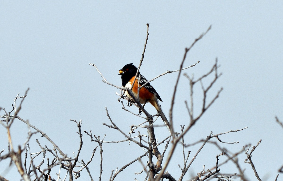 ホシワキアカトウヒチョウ - ML36031761