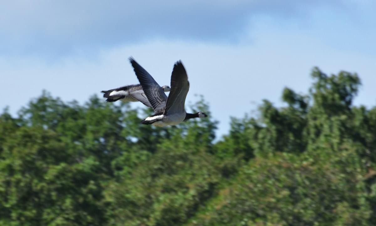 Цагаан шанаат галуу - ML360318351