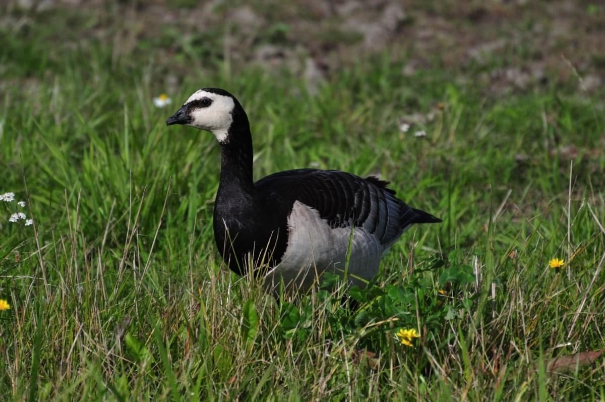 Цагаан шанаат галуу - ML360318371