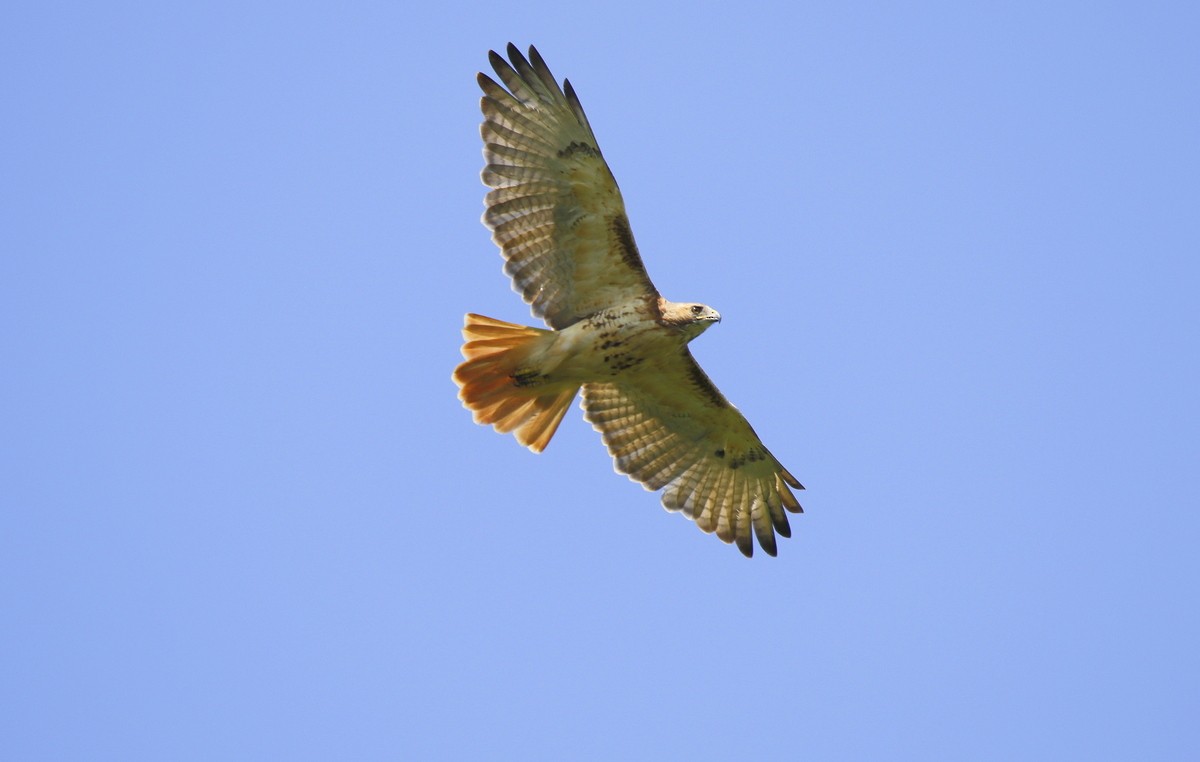 Red-tailed Hawk - Julie Gidwitz