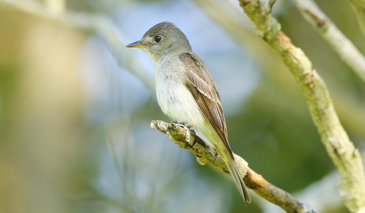 Eastern Wood-Pewee - ML360318611