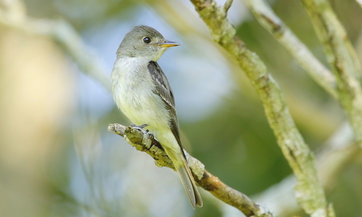 Eastern Wood-Pewee - Julie Gidwitz