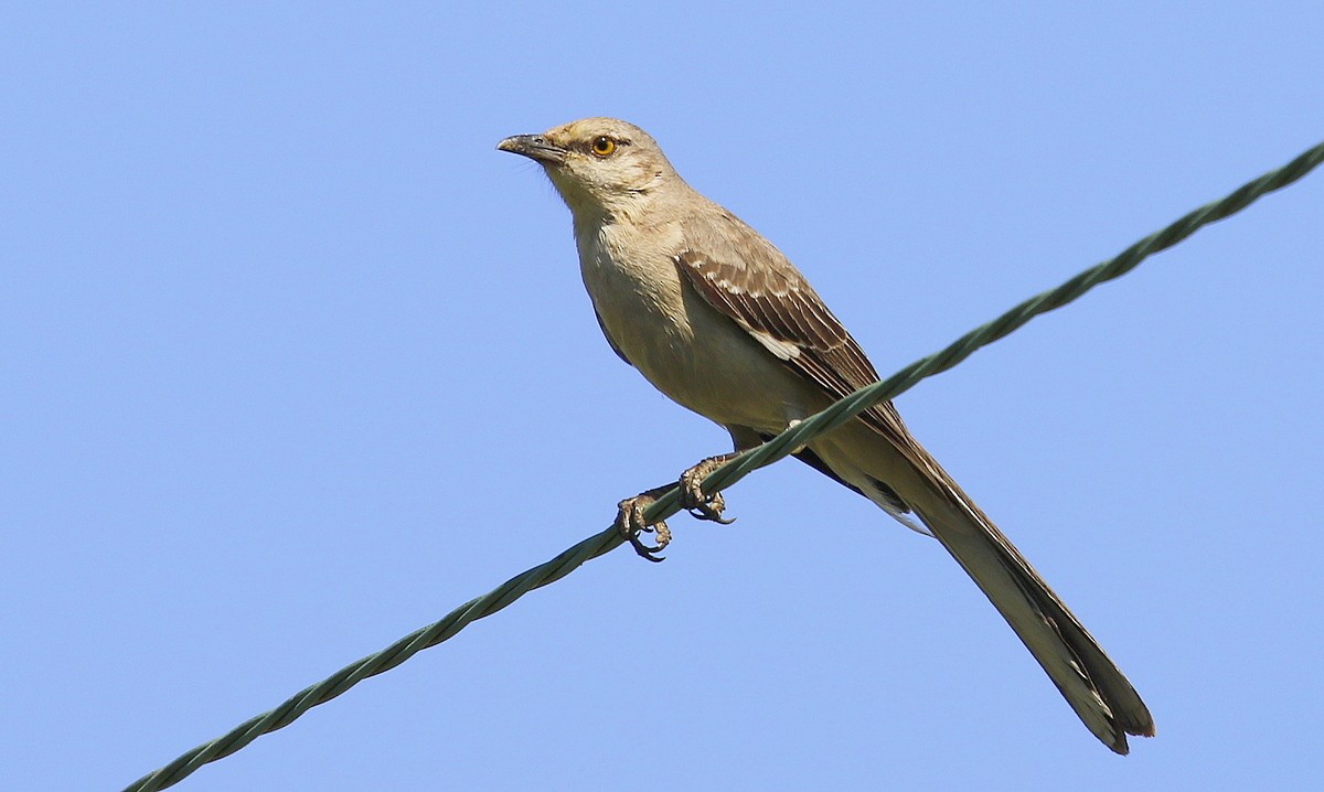 Northern Mockingbird - Julie Gidwitz