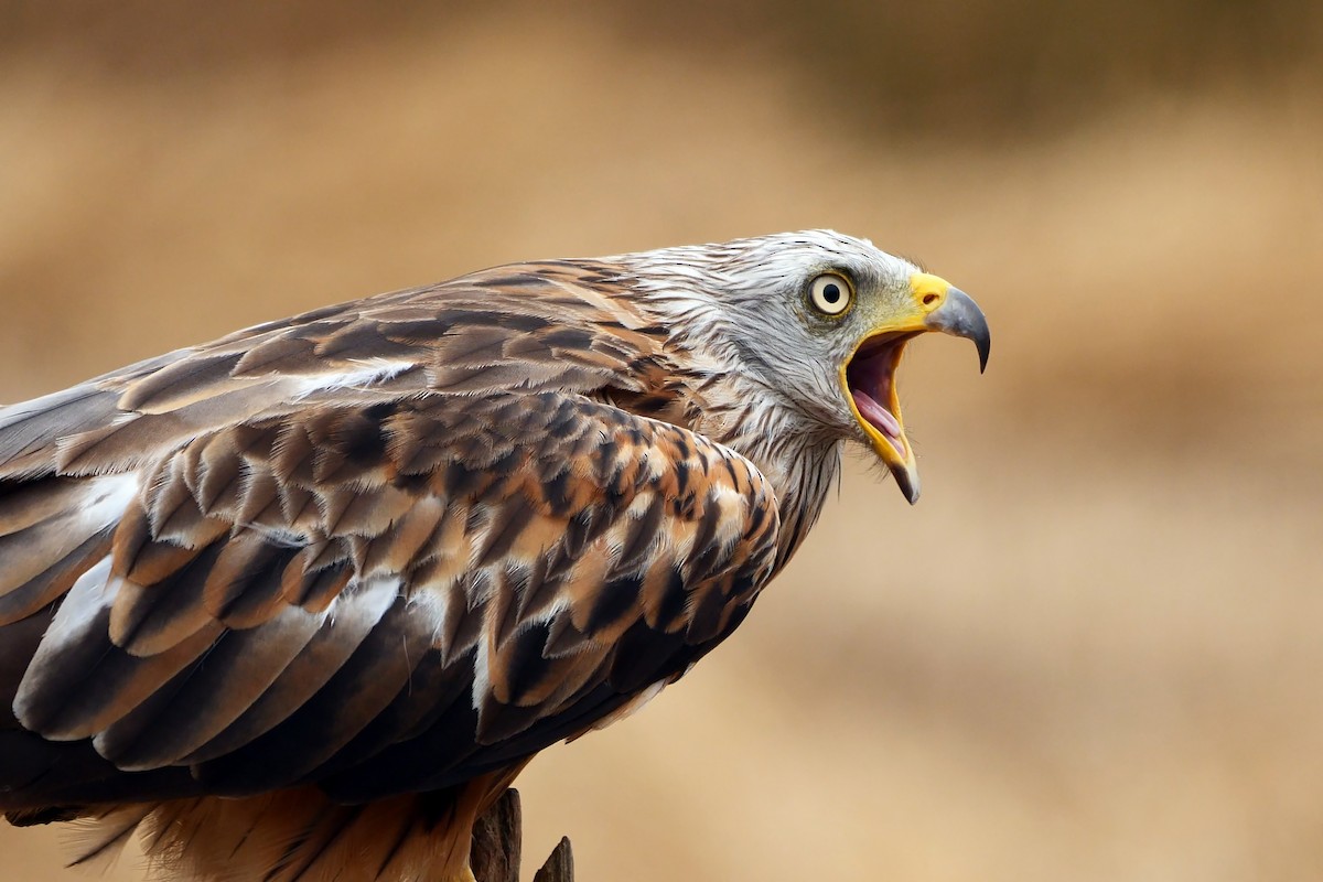 Red Kite - ML360319891