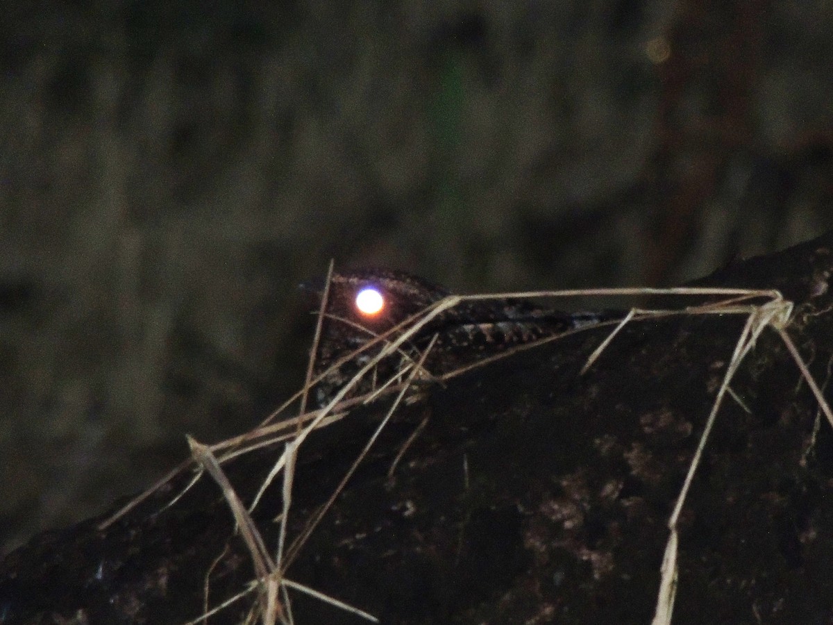 Blackish Nightjar - ML36032041