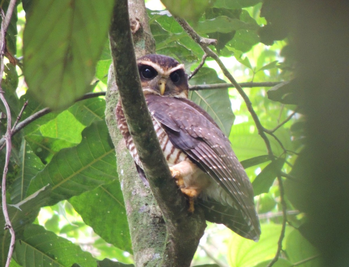 Band-bellied Owl - ML36032091