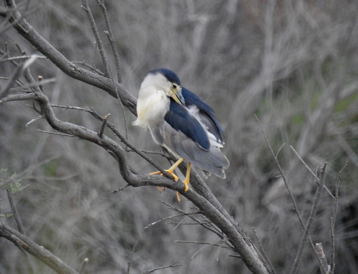 Black-crowned Night Heron - ML360321591