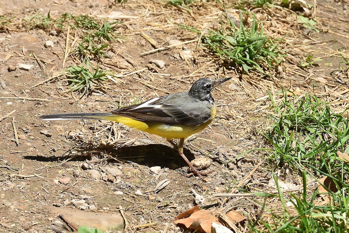 Gray Wagtail - ML360321701