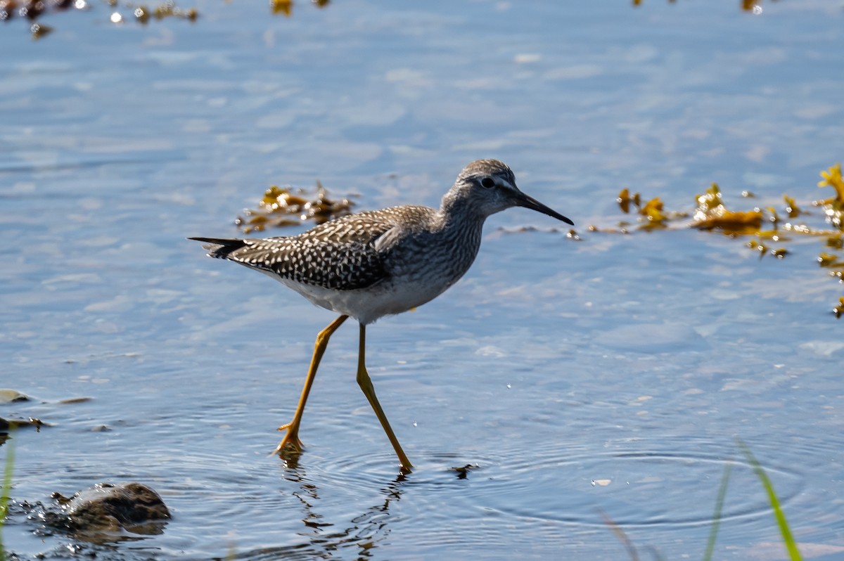 Lesser Yellowlegs - ML360323191